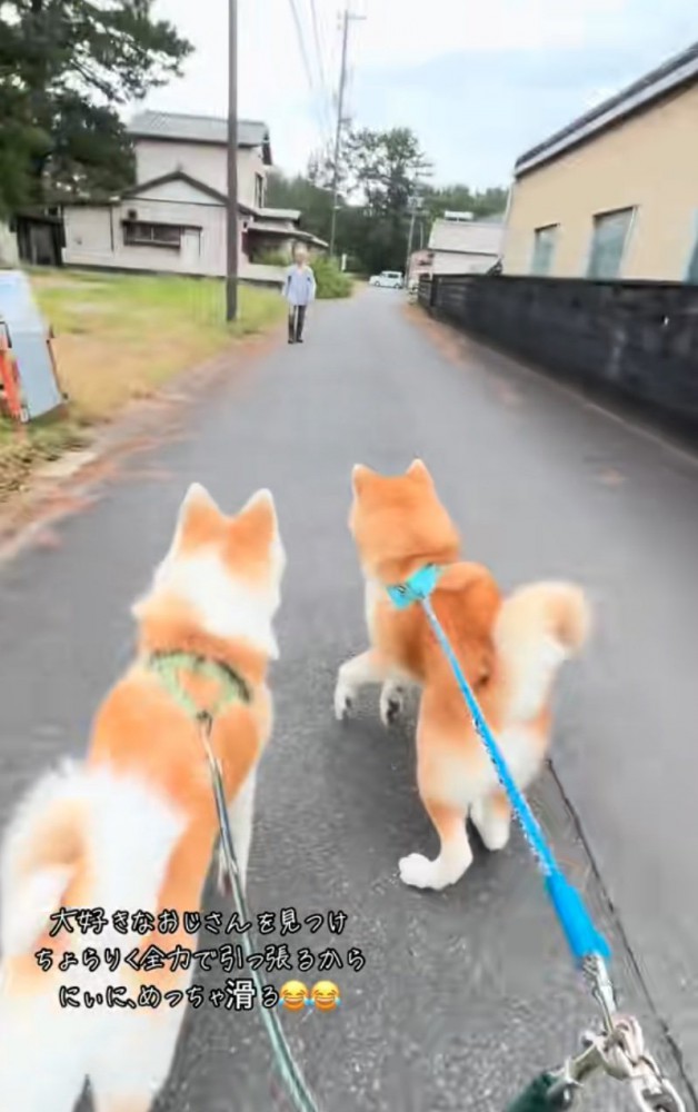 猛ダッシュする秋田犬2