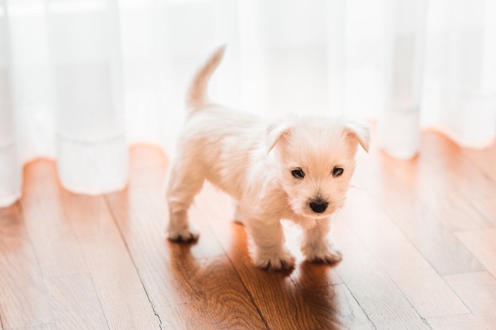 フローリングに立つ子犬