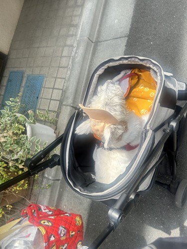 カートに乗るちーちゃん