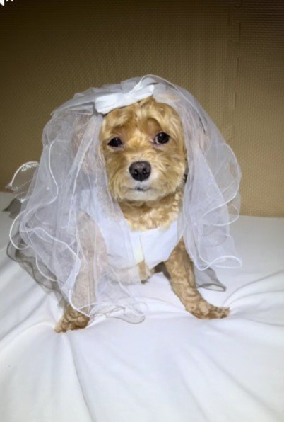 ドレスと表情のギャップがすごい！