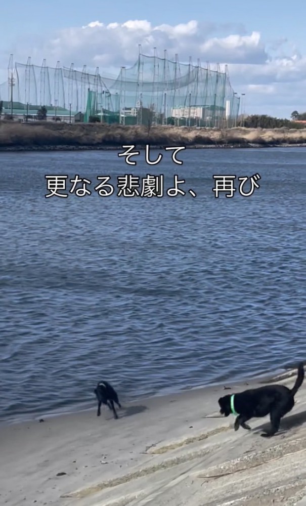 どん兵衛君参戦