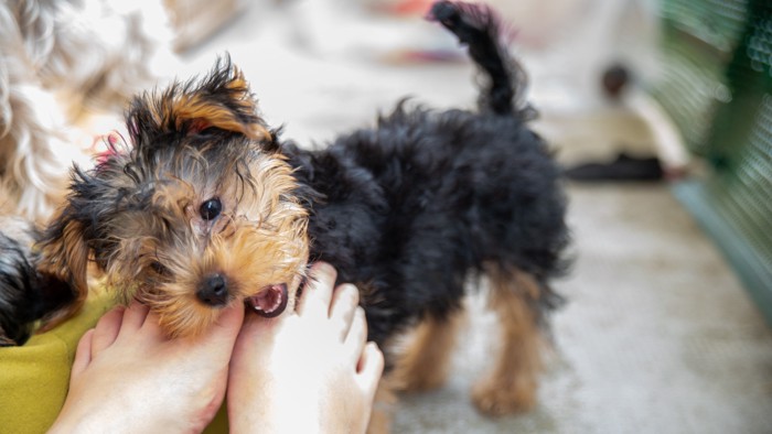 飼い主の足にじゃれ噛みするヨークシャーテリアの子犬