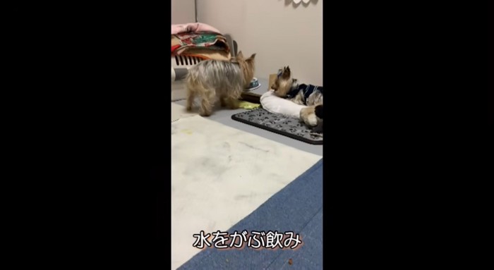 水が入った皿に顔を入れるメスの老犬