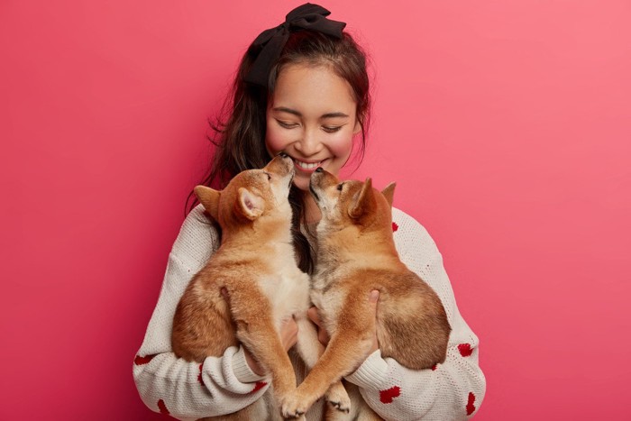 女性と柴犬二頭、濃いピンクの背景