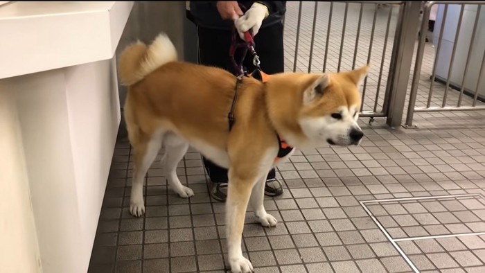 立ち上がる秋田犬とリードを持つお父さん