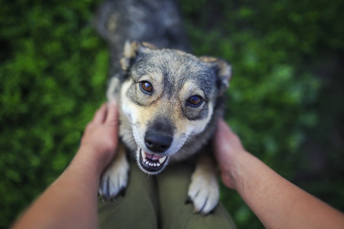 人のひざに手をかけている犬