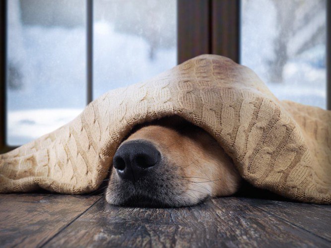 ブランケットから鼻だけ出す犬