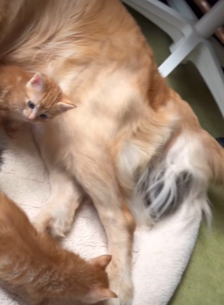 子猫のお世話をするのは…