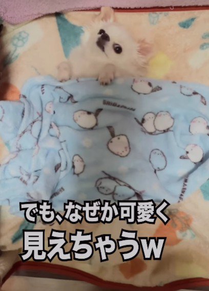 それでも可愛いコメちゃん