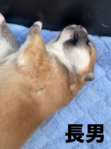 手足を広げて眠る子犬
