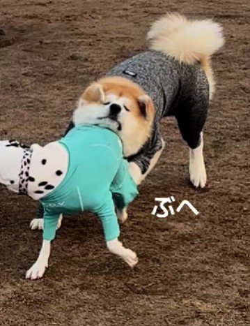 わんぱくな寿くんにぴったり