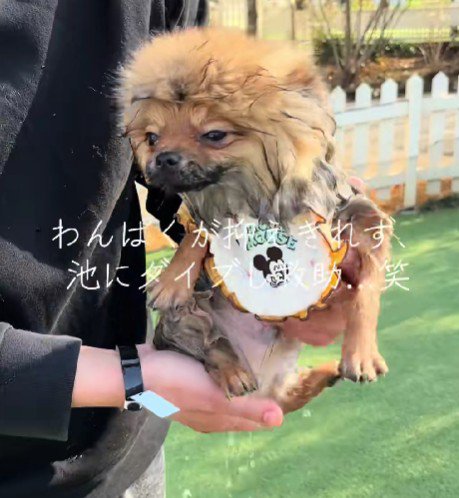 池に落ちちゃった！！