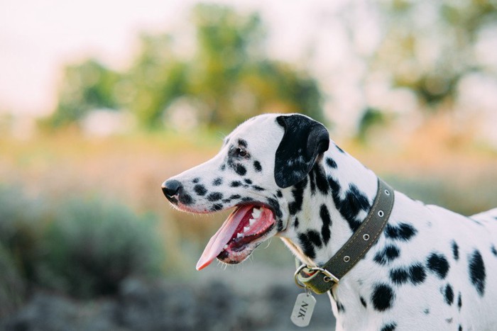 名前札をつける犬
