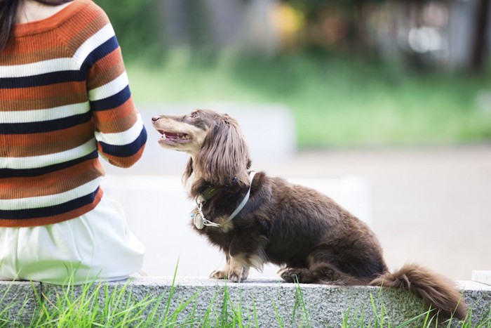 座っている飼い主の横で見つめながら座っている犬