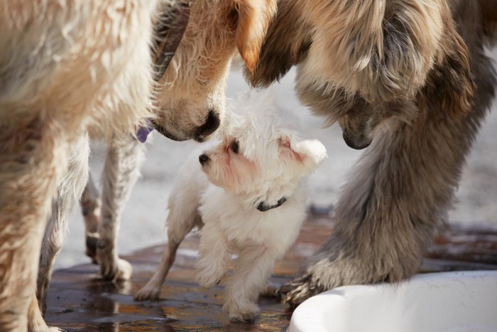 ドッグランで走る犬