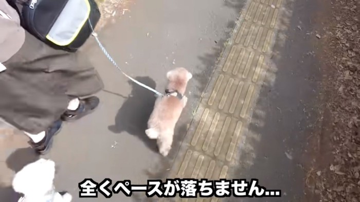 歩き続ける虎太郎くん