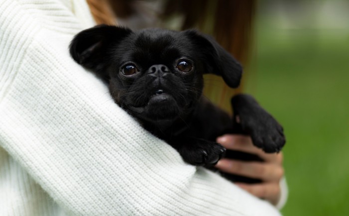 飼い主に抱っこされているプチブラバンソン