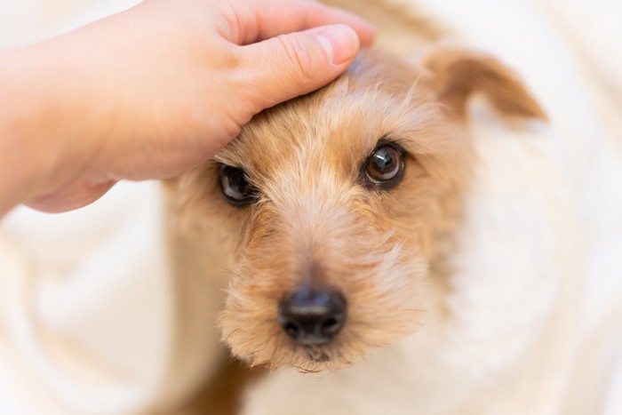 犬の頭に触れる、ノーフォークテリア