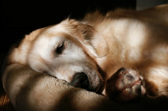 寝たきりの老犬