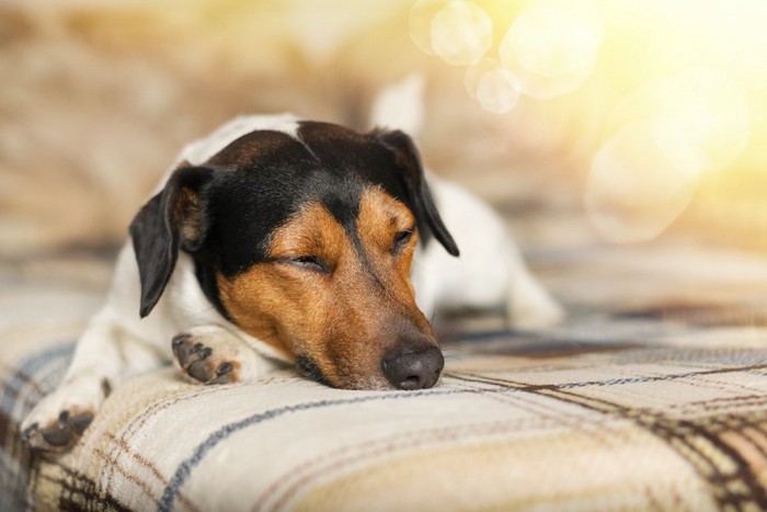 ベッドの上で眠っている犬