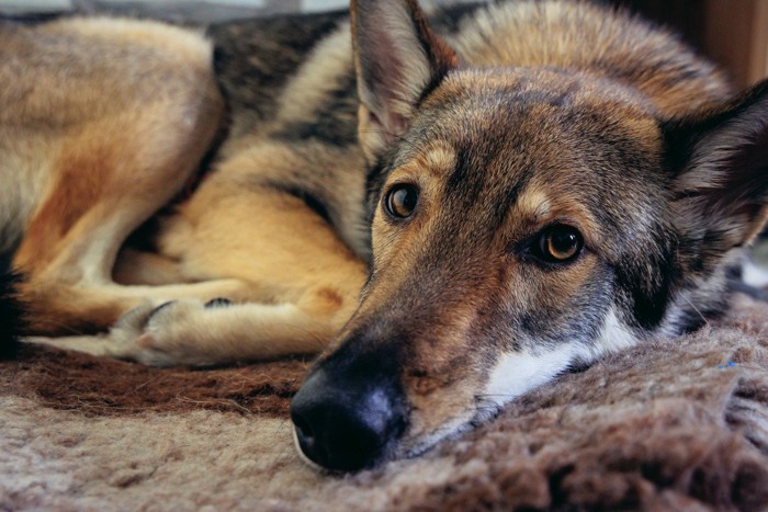 寝転ぶウルフドッグの顔のアップ