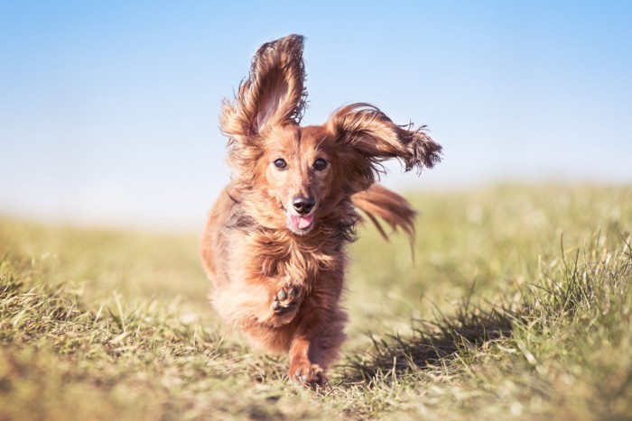 耳をなびかせながら走っている犬