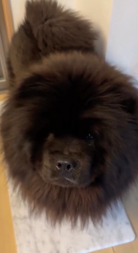 飼い主を見上げるチャウチャウ