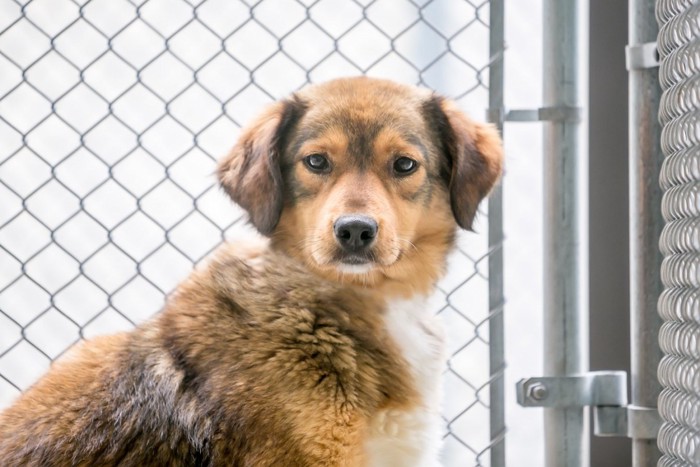 アニマルシェルターの犬舎の犬