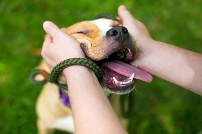 顔を挟まれている犬