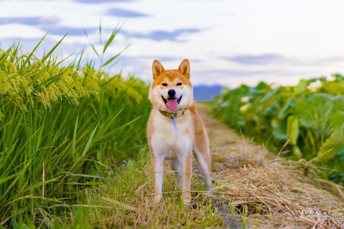 田んぼにたたずむ柴犬