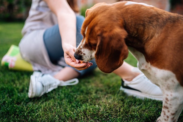 飼い主の手からおやつをもらう茶色い犬