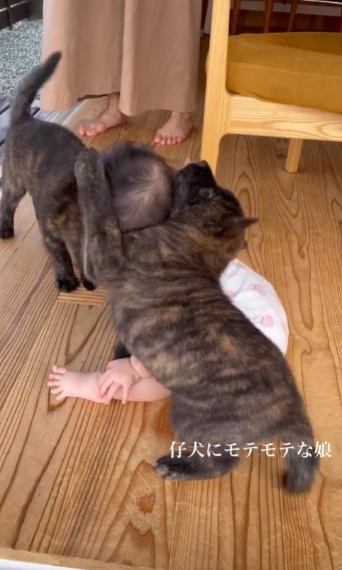 官兵衛くんの子犬たちと赤ちゃん7