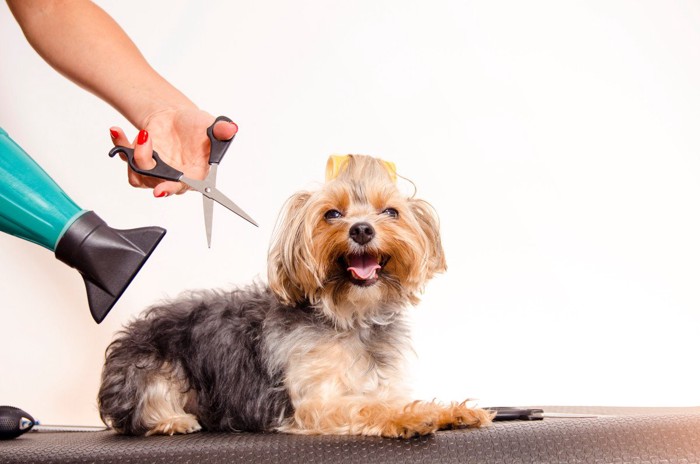 犬とドライヤー