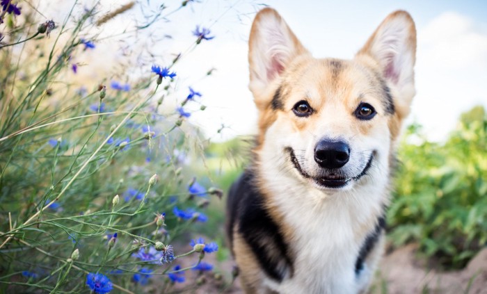 笑顔の犬