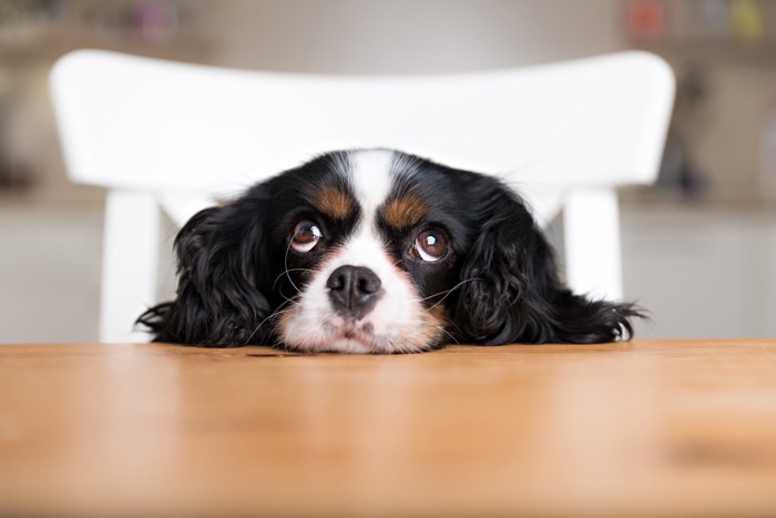 テーブルに顎を乗せて食べ物を待ち望んでいる犬