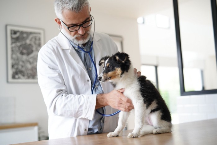 健康診断を受ける子犬