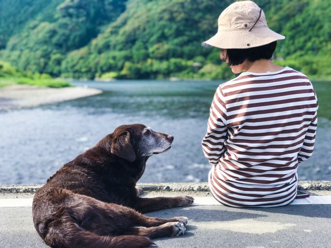 飼い主と見つめあう老犬