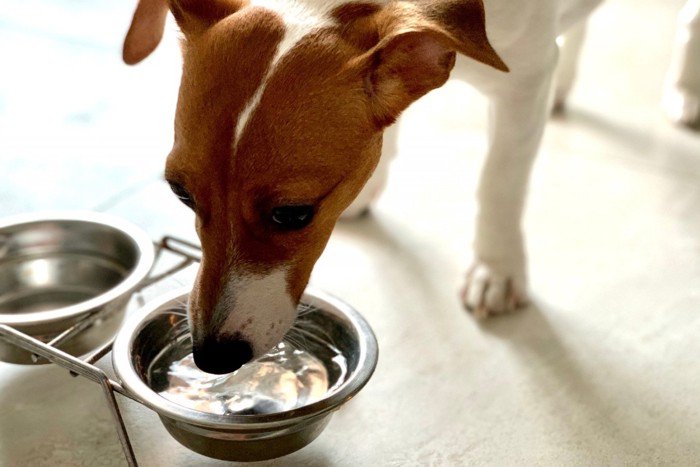 水を飲む犬