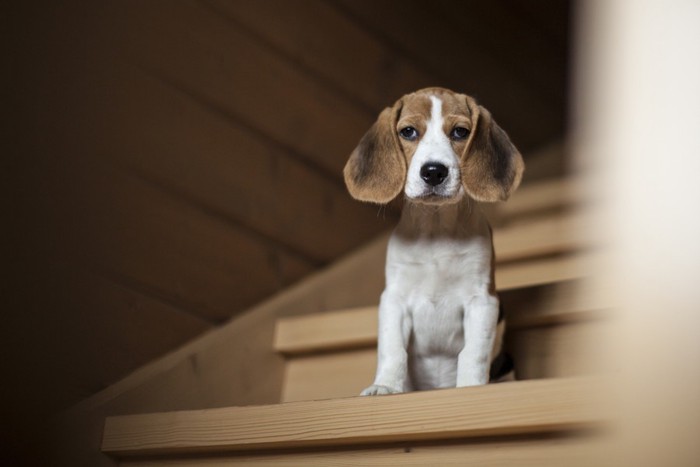 階段に座る犬