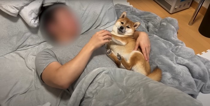 お父さんにくっつく柴犬