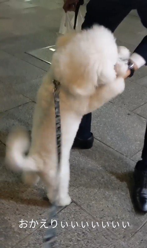 パパさんのお迎えに来たふう太くん5