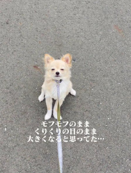 ポメプーに見えないけど…
