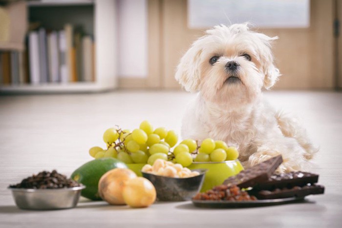 白い犬とタマネギ・チョコレート・ブドウなど