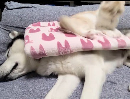 はっちゃんがおなら！！