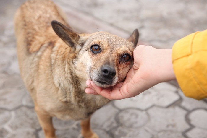 人の手に甘える犬