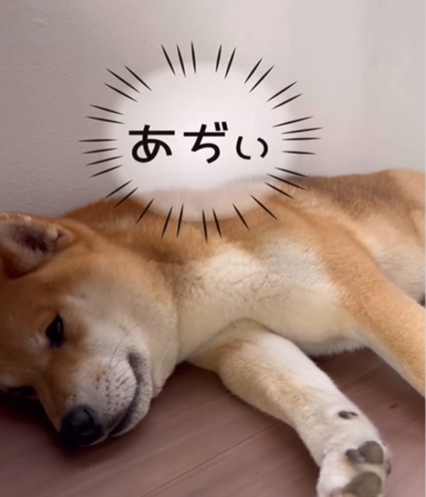 犬のアップ