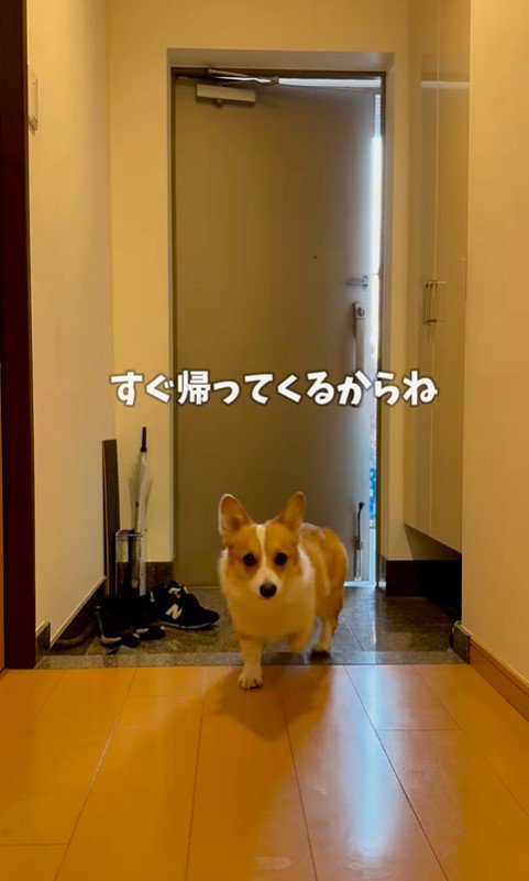 お兄ちゃんが学校に行った後のココちゃん＆ナッツちゃん6