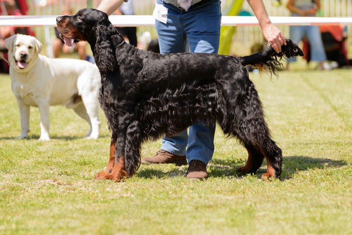 ドッグショーに出ている犬