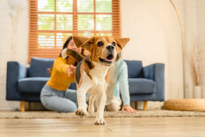 フローリングの床をダッシュする犬