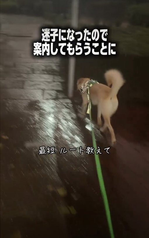犬の後ろ姿2